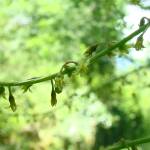 Fotografia 3 da espécie Dioscorea communis do Jardim Botânico UTAD