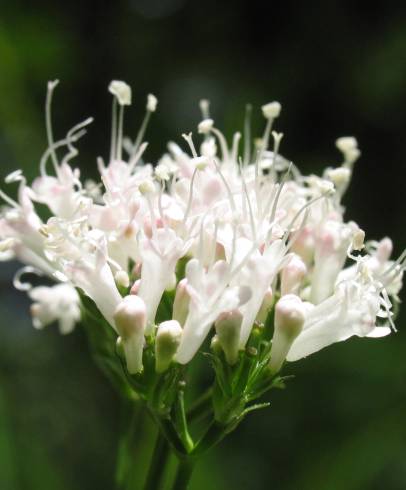 Fotografia de capa Valeriana officinalis - do Jardim Botânico