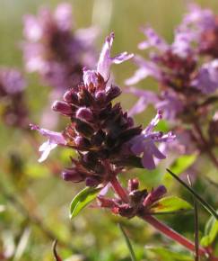 Fotografia da espécie Thymus pulegioides