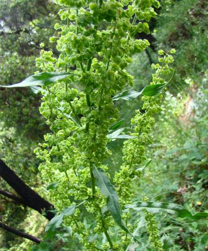 Fotografia de capa Rumex crispus - do Jardim Botânico