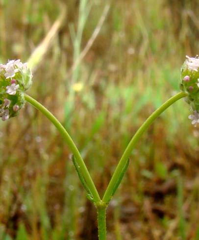 Fotografia de capa Valerianella coronata - do Jardim Botânico