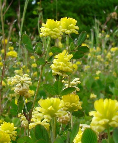 Fotografia de capa Trifolium campestre - do Jardim Botânico