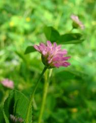 Trifolium strictum