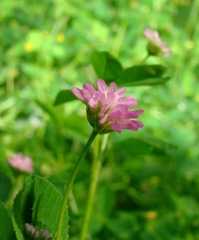 Fotografia de capa Trifolium strictum - do Jardim Botânico