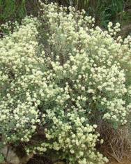 Fotografia da espécie Thymus mastichina