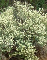 Thymus mastichina