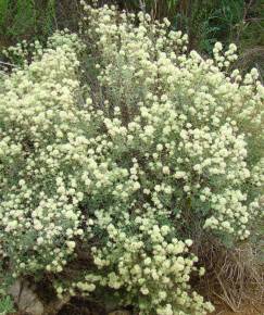 Fotografia da espécie Thymus mastichina