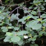 Fotografia 3 da espécie Frangula alnus do Jardim Botânico UTAD