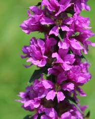 Fotografia da espécie Lythrum salicaria