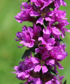 Fotografia da espécie Lythrum salicaria