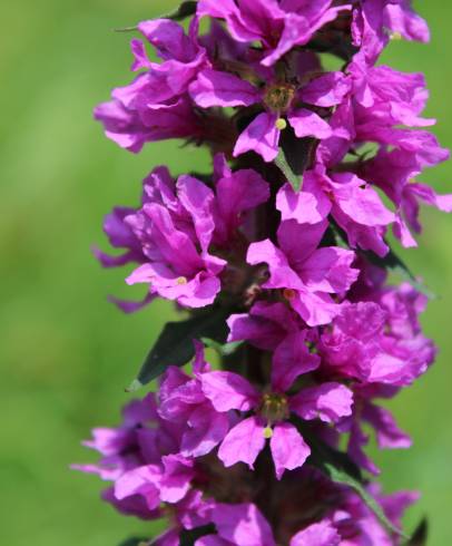 Fotografia de capa Lythrum salicaria - do Jardim Botânico