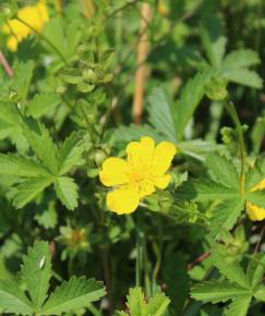 Fotografia da espécie Potentilla reptans