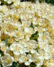 Fotografia da espécie Sorbus aucuparia