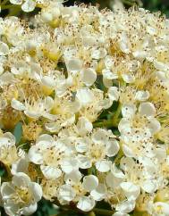 Sorbus aucuparia