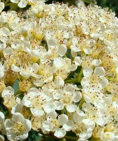 Fotografia da espécie Sorbus aucuparia