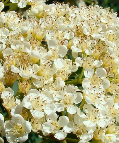 Fotografia de capa Sorbus aucuparia - do Jardim Botânico