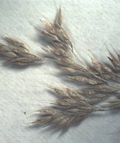 Fotografia da espécie Agrostis pourretii