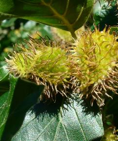 Fotografia da espécie Fagus sylvatica