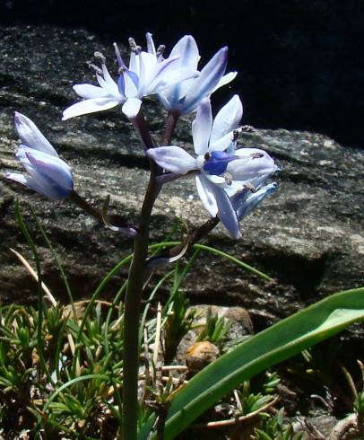 Fotografia de capa Scilla verna subesp. ramburei - do Jardim Botânico