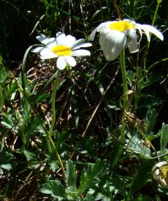 Fotografia da espécie Phalacrocarpum oppositifolium