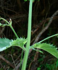 Fotografia da espécie Scrophularia herminii