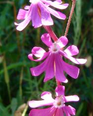 Fotografia da espécie Silene scabriflora subesp. scabriflora