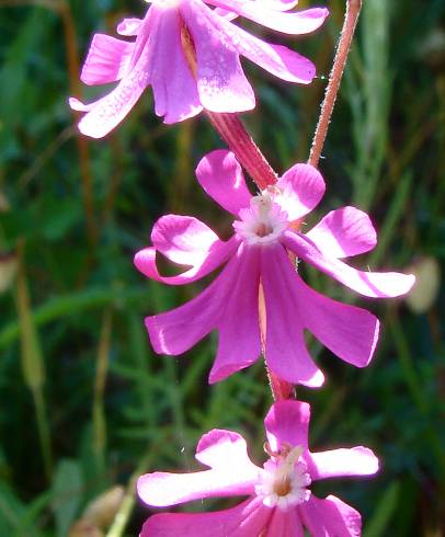 Fotografia de capa Silene scabriflora subesp. scabriflora - do Jardim Botânico