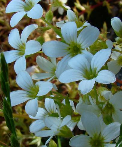 Fotografia de capa Saxifraga fragosoi - do Jardim Botânico