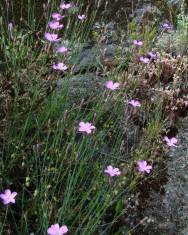 Fotografia da espécie Dianthus langeanus