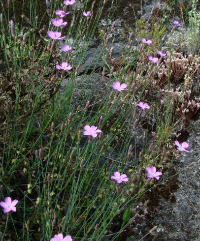 Fotografia de capa Dianthus langeanus - do Jardim Botânico