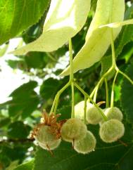 Tilia x europaea