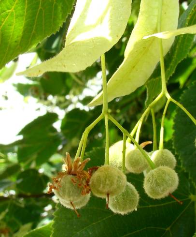 Fotografia de capa Tilia x europaea - do Jardim Botânico