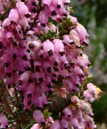 Fotografia de capa Erica australis - do Jardim Botânico
