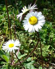 Fotografia da espécie Bellis annua subesp. annua