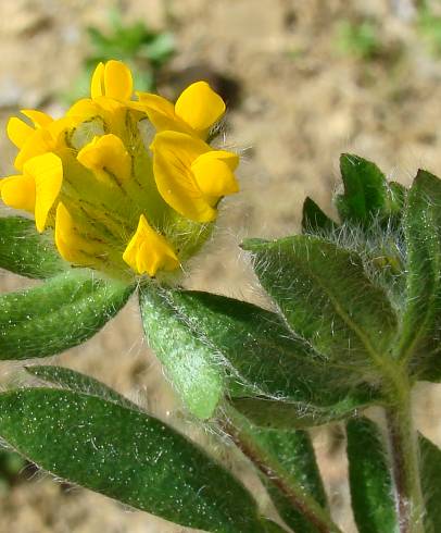 Fotografia de capa Hymenocarpos lotoides - do Jardim Botânico