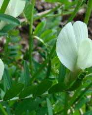 Fotografia da espécie Vicia lutea subesp. lutea var. lutea