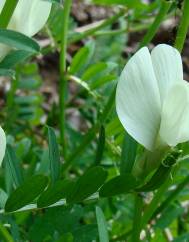 Vicia lutea subesp. lutea var. lutea