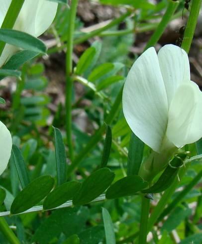 Fotografia de capa Vicia lutea subesp. lutea var. lutea - do Jardim Botânico