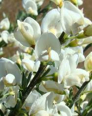 Fotografia da espécie Cytisus multiflorus