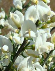 Cytisus multiflorus