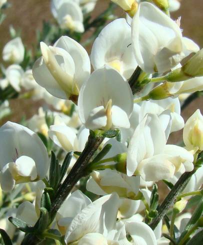 Fotografia de capa Cytisus multiflorus - do Jardim Botânico