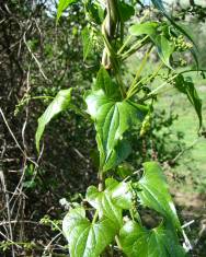 Fotografia da espécie Dioscorea communis