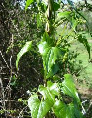 Dioscorea communis