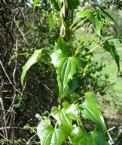 Fotografia da espécie Dioscorea communis