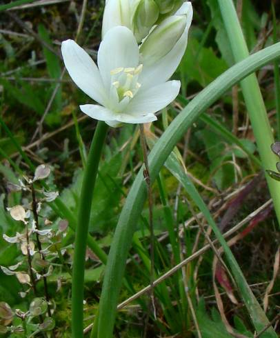 Fotografia de capa Ornithogalum bourgaeanum - do Jardim Botânico