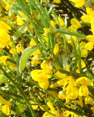 Fotografia da espécie Cytisus oromediterraneus