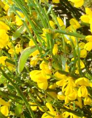 Cytisus oromediterraneus