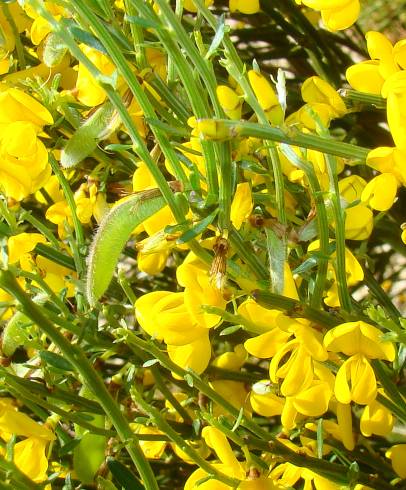 Fotografia de capa Cytisus oromediterraneus - do Jardim Botânico