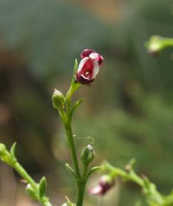 Fotografia da espécie Scrophularia scorodonia