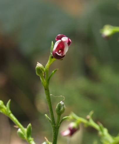 Fotografia de capa Scrophularia scorodonia - do Jardim Botânico